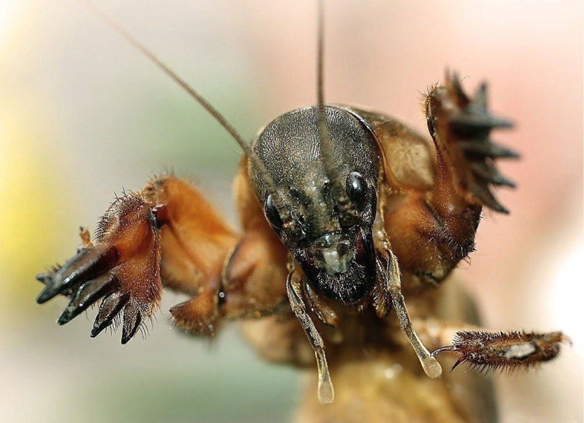 Жук Lucanus Cervus