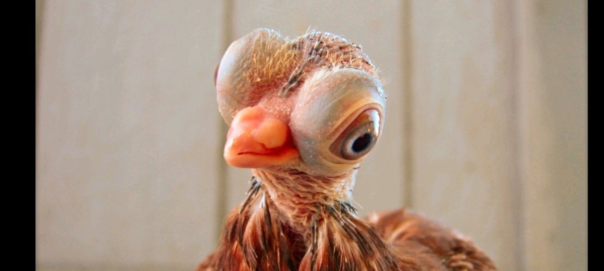 Будапештской короткоклювой