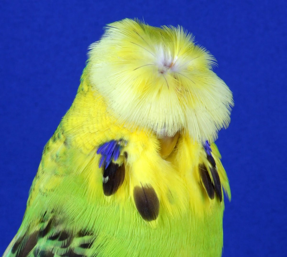 Хохлатый волнистый попугай