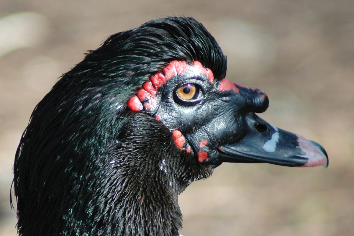 Некрасивые птицы