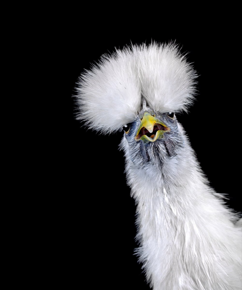 Птица с пушистой головой