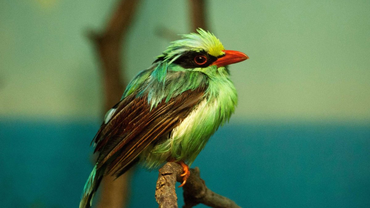 Обои с птицами