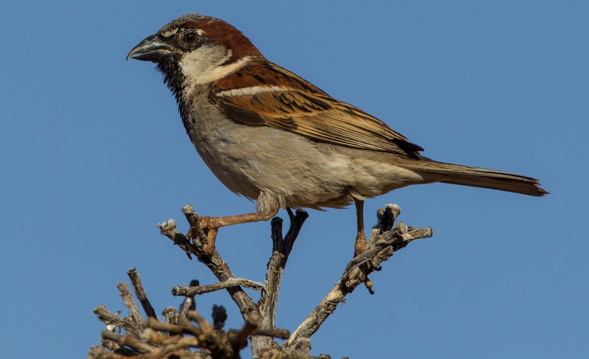 Хвост воробья