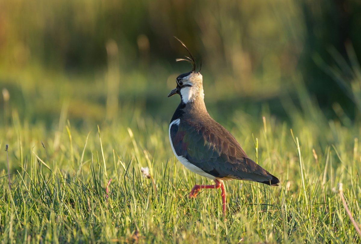 Чибис пигалица птица