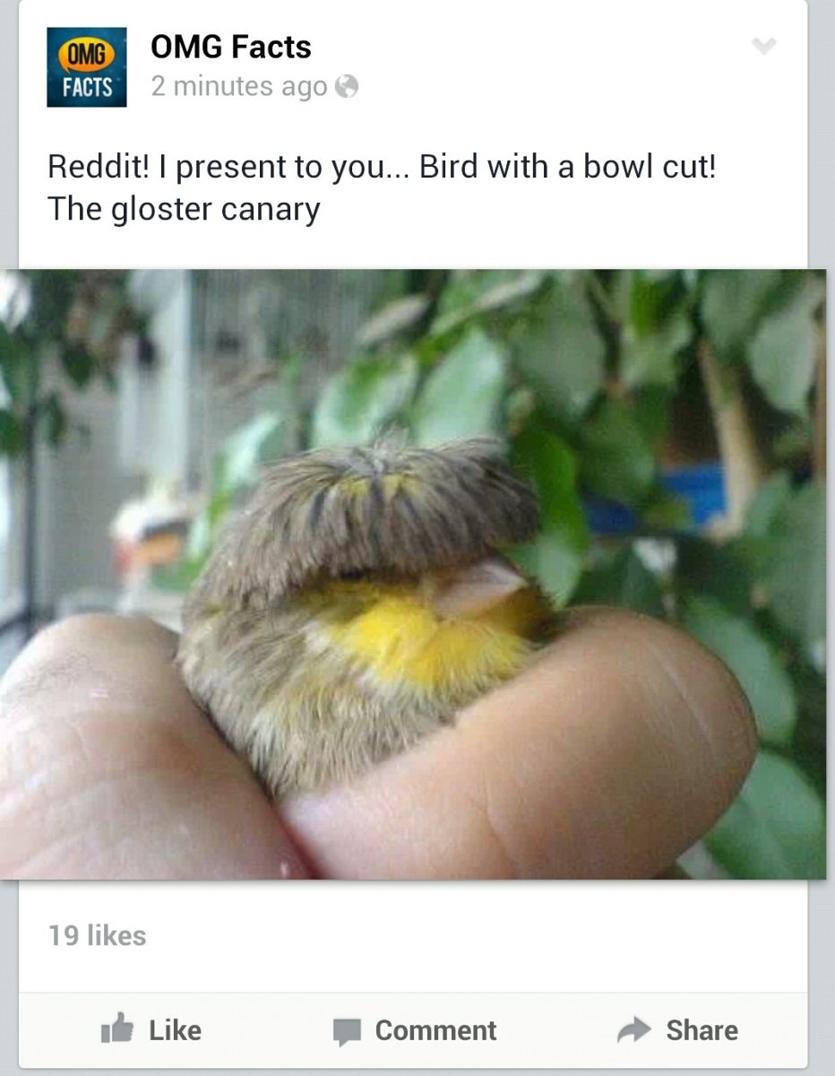 Птенец с челкой