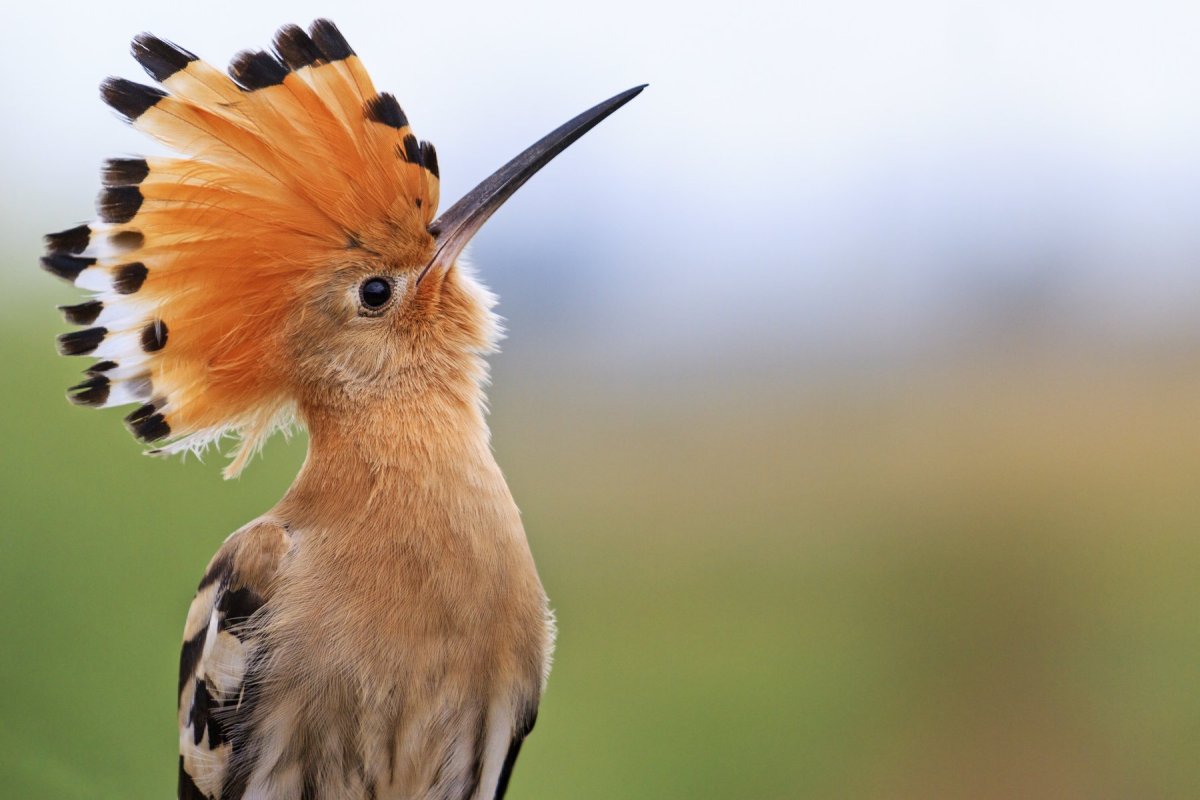 Удод оранжевый клюв