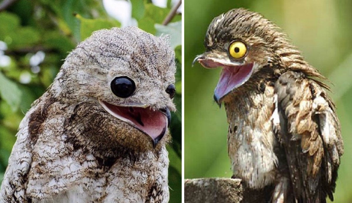 Козодой исполинский птица