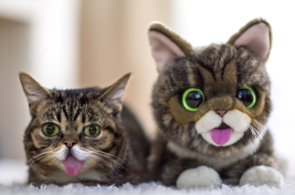 Сфинкс Котопес канадский