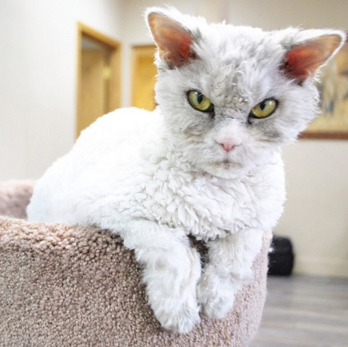 Необычные котята