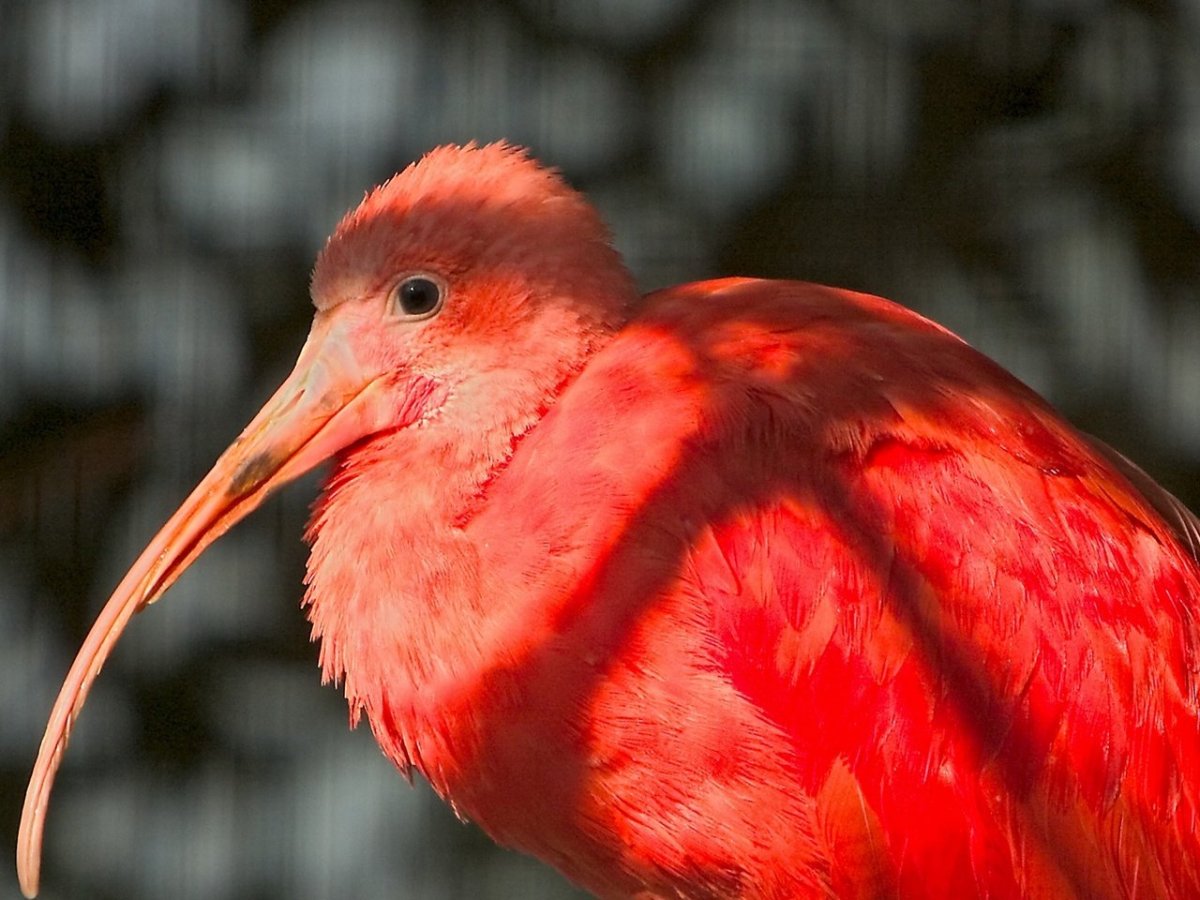 Тупик птица