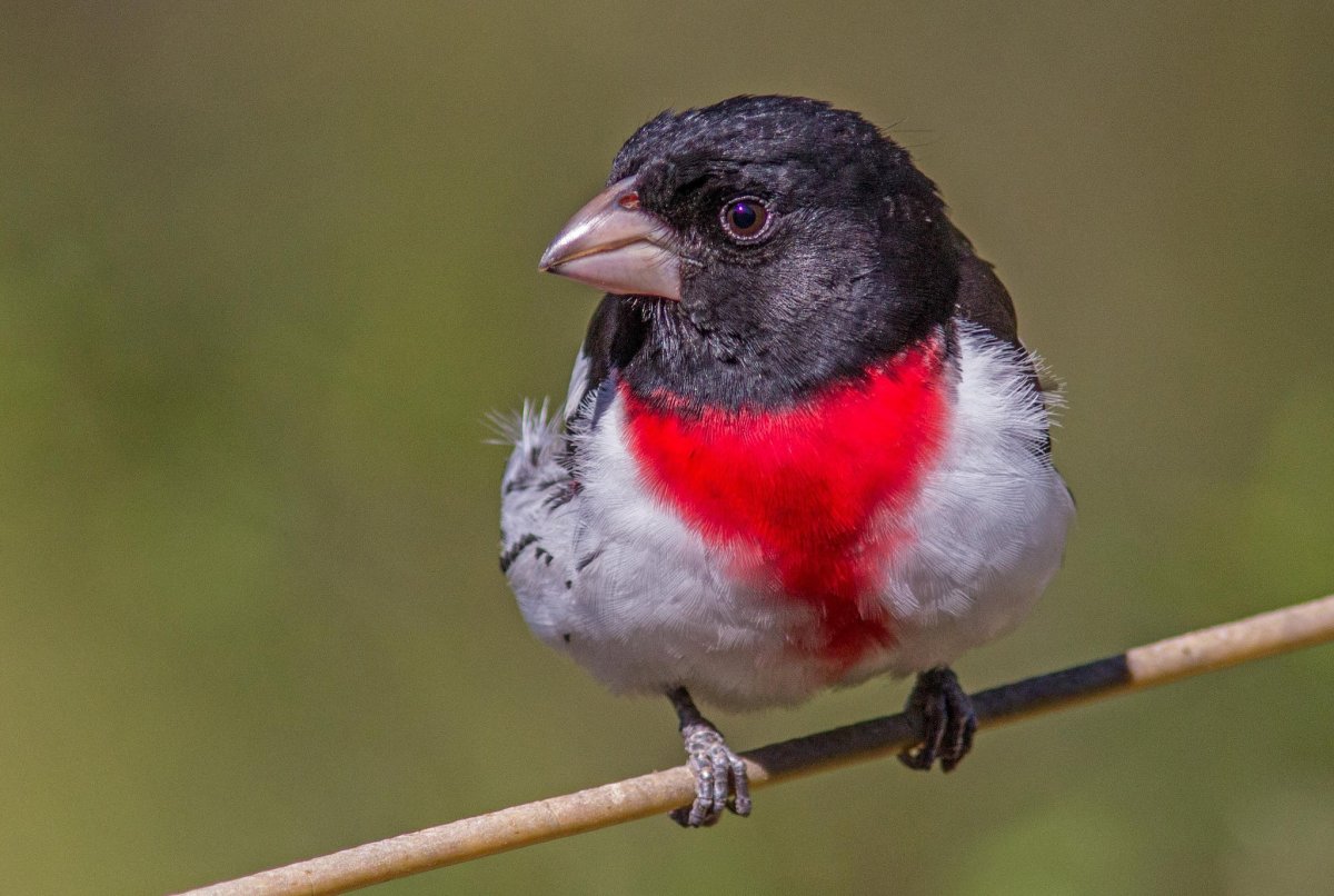 Птичка с красным клювом