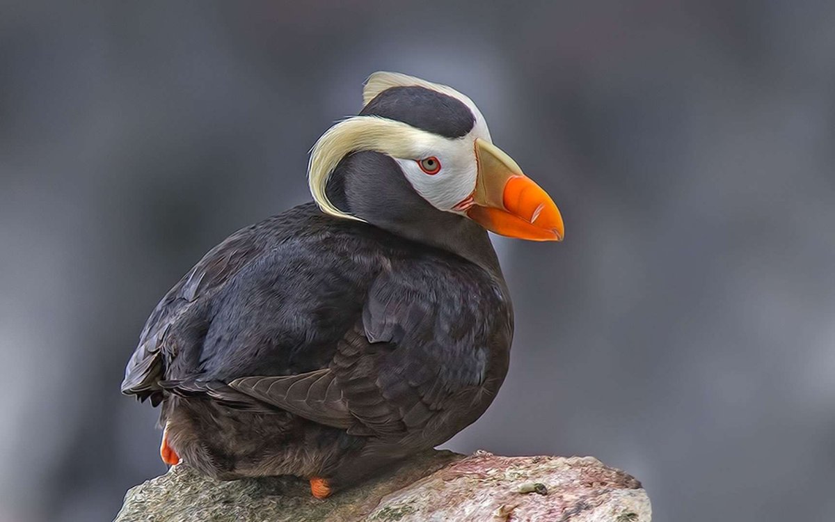 Птицы с коротким клювом