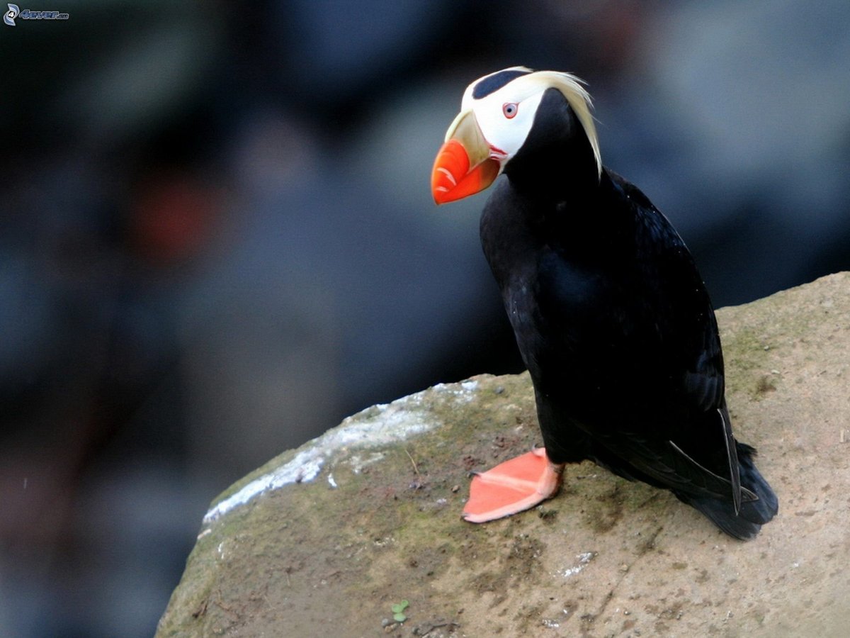 Кулик сорока птица