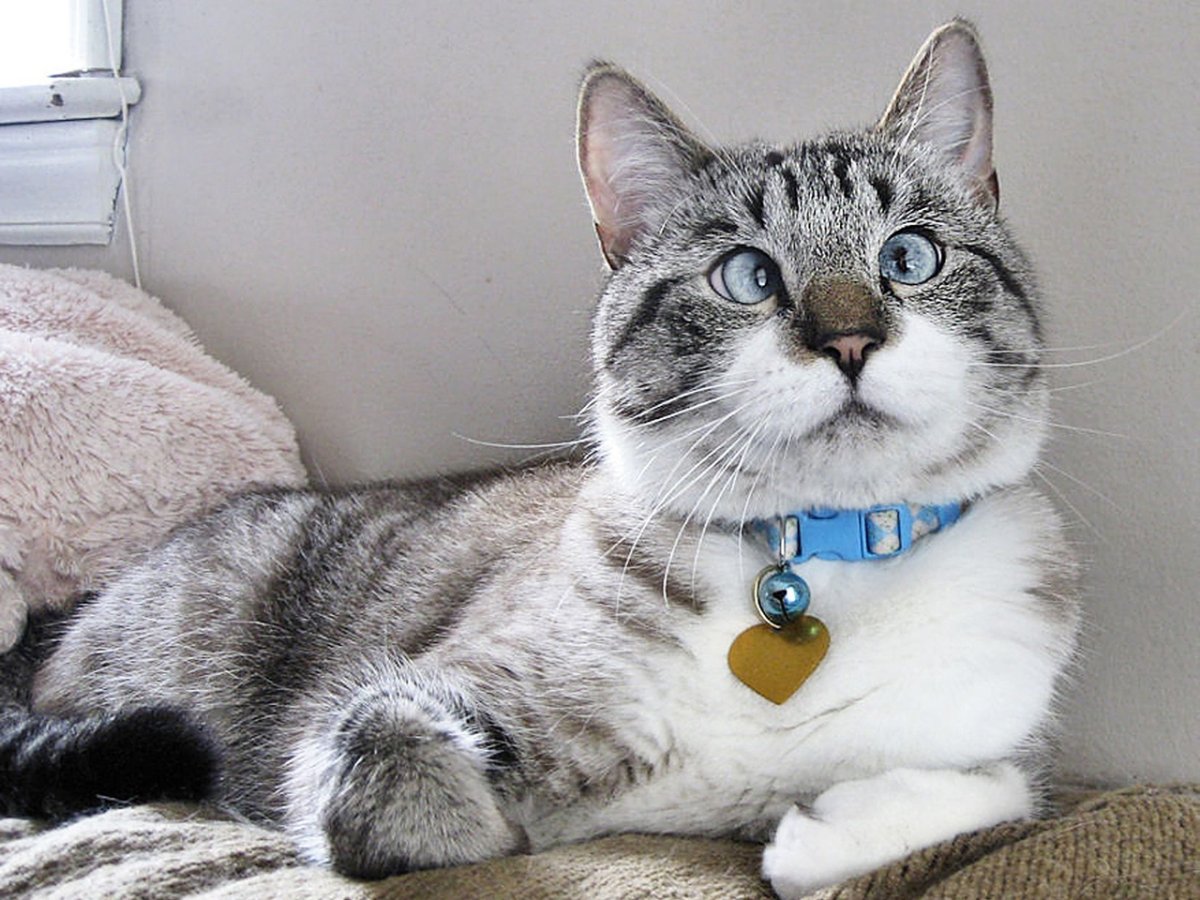 Семейство сиамских кошек