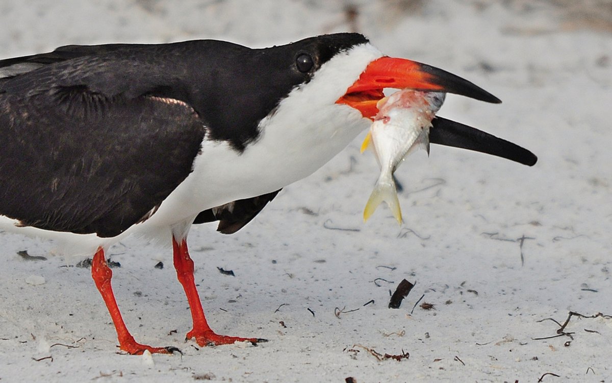 Черная птица с красным клювом