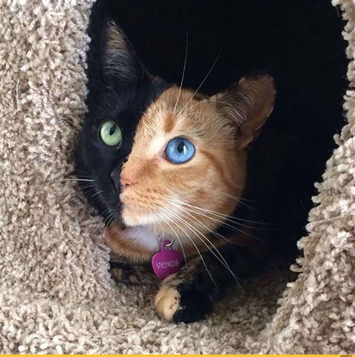 Котята милота