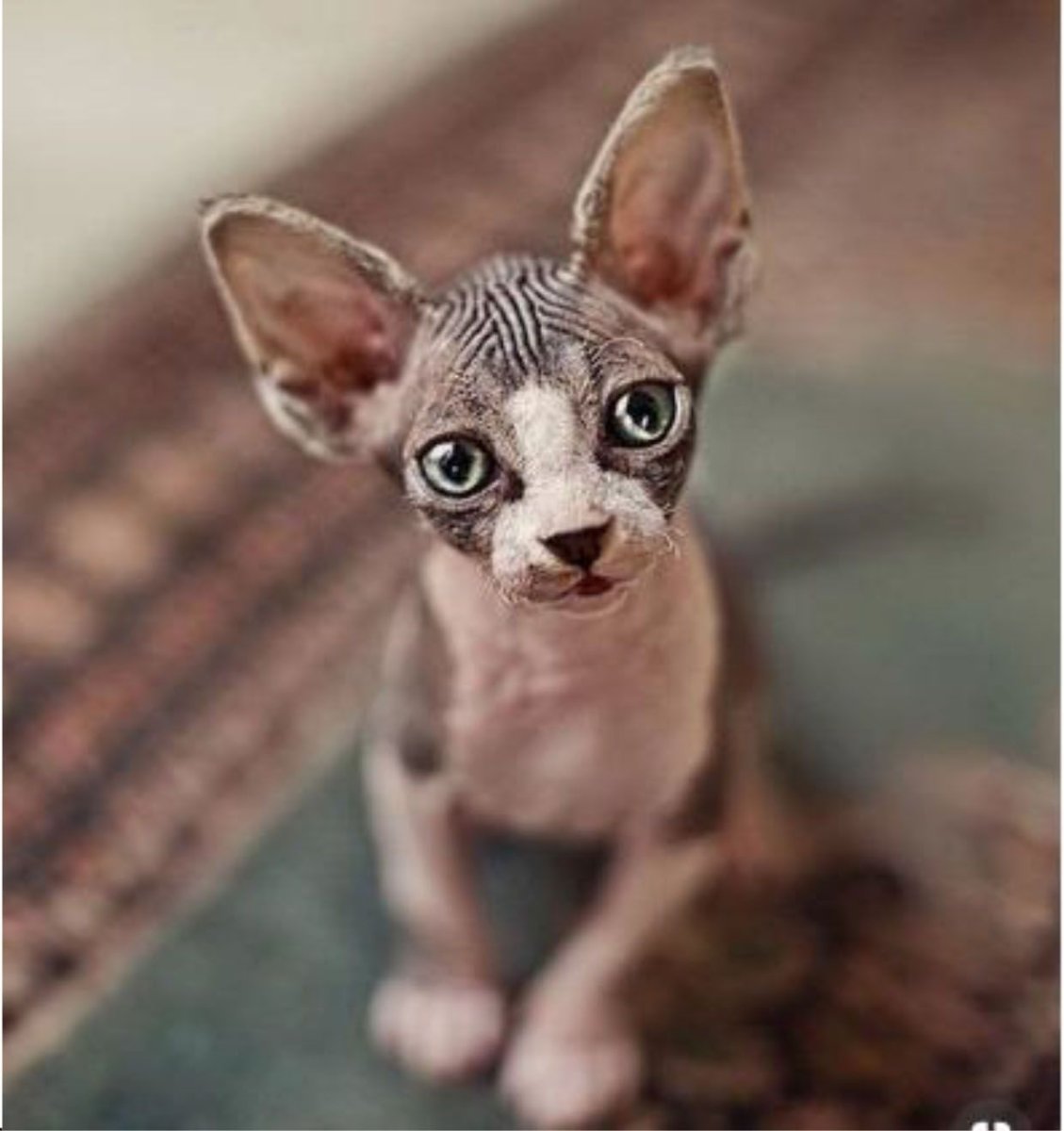 Дикая кошка Жоффруа