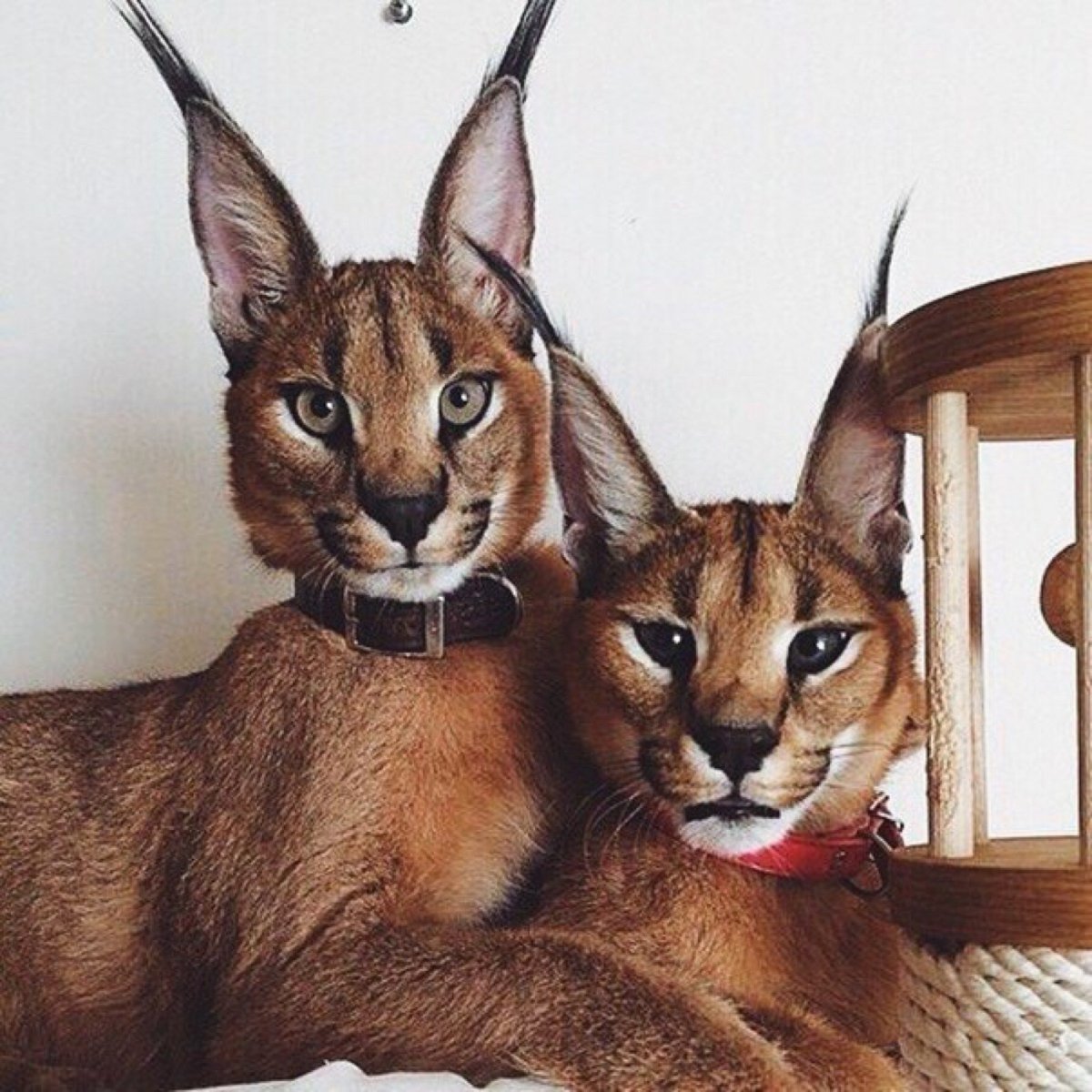 Саванна ф1 кошка