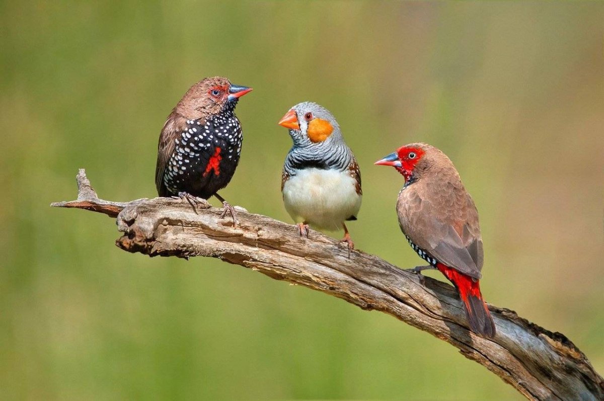 Тигровый астрильд