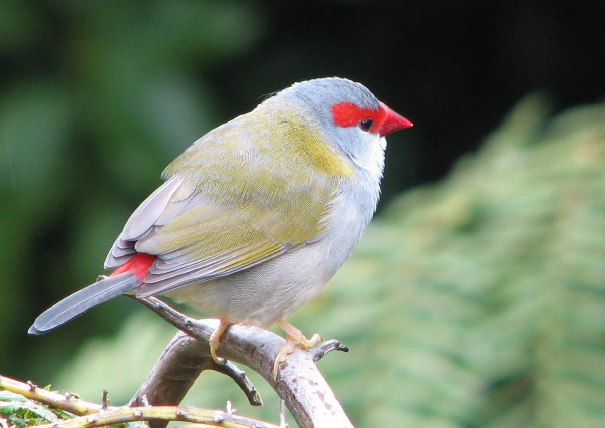 Птичка с красными щечками