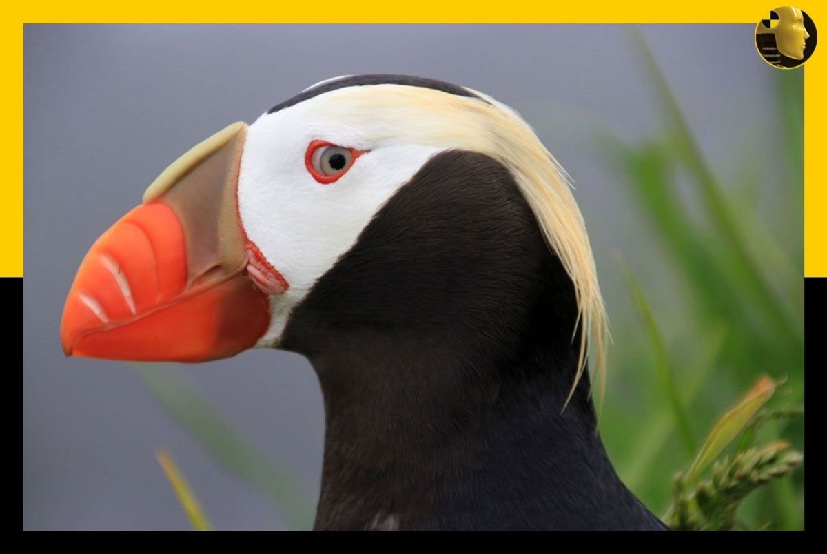 Обыкновенный Кулик-сорока