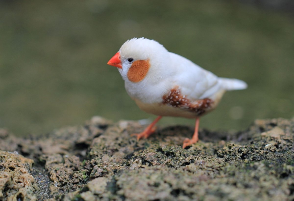 Зебровая амадина