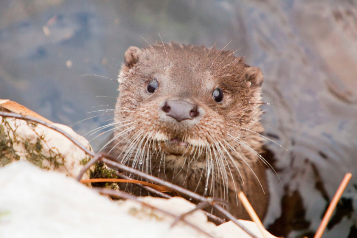 Выдра Речная