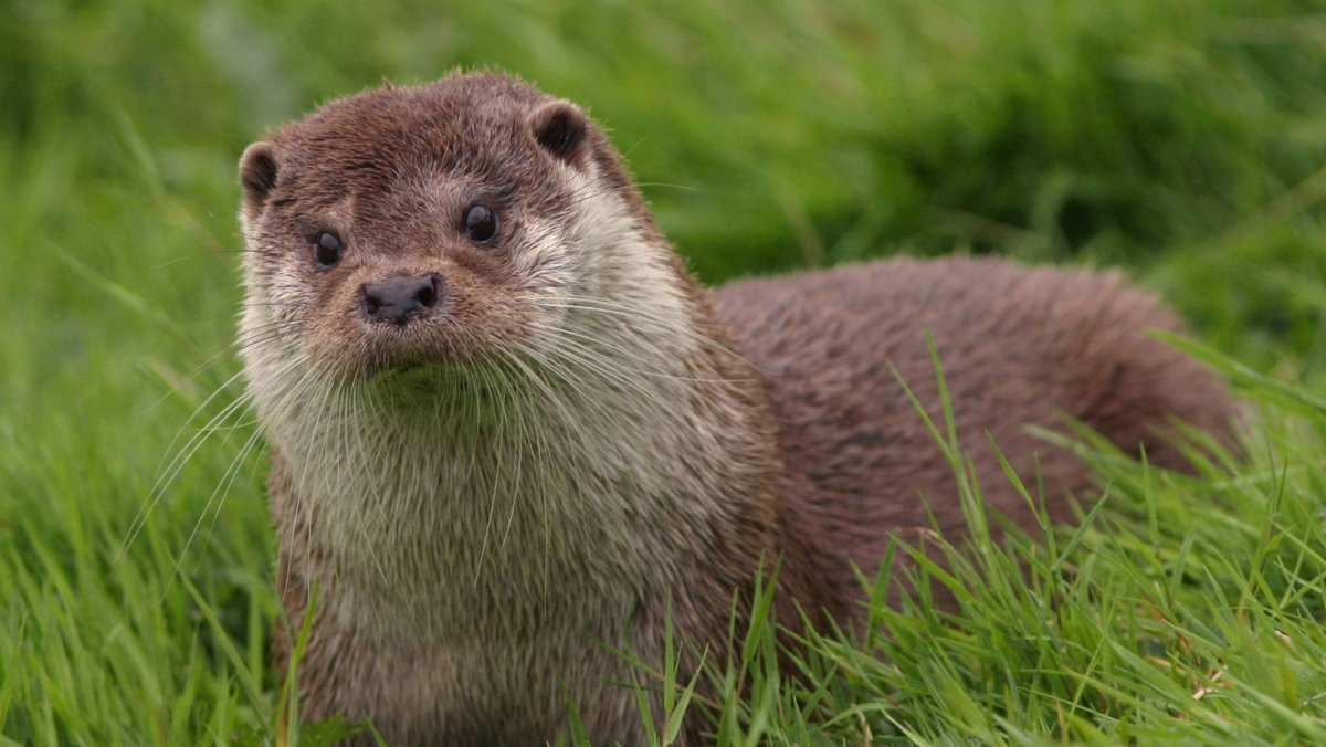 Суматранская выдра