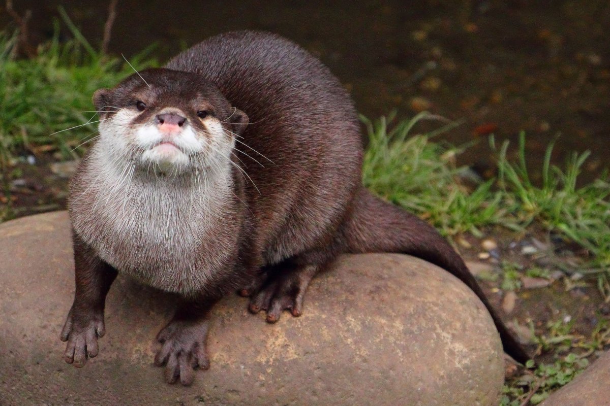 Североамериканская выдра