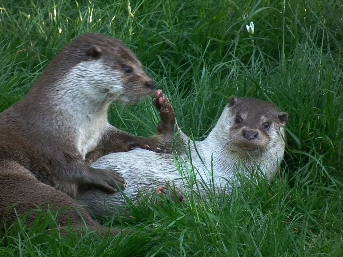 Азиатская бескоготная выдра