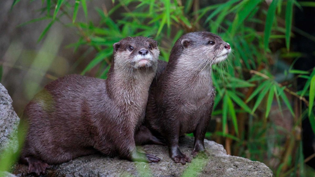 Кавказская выдра (Lutra Lutra meridionalis)
