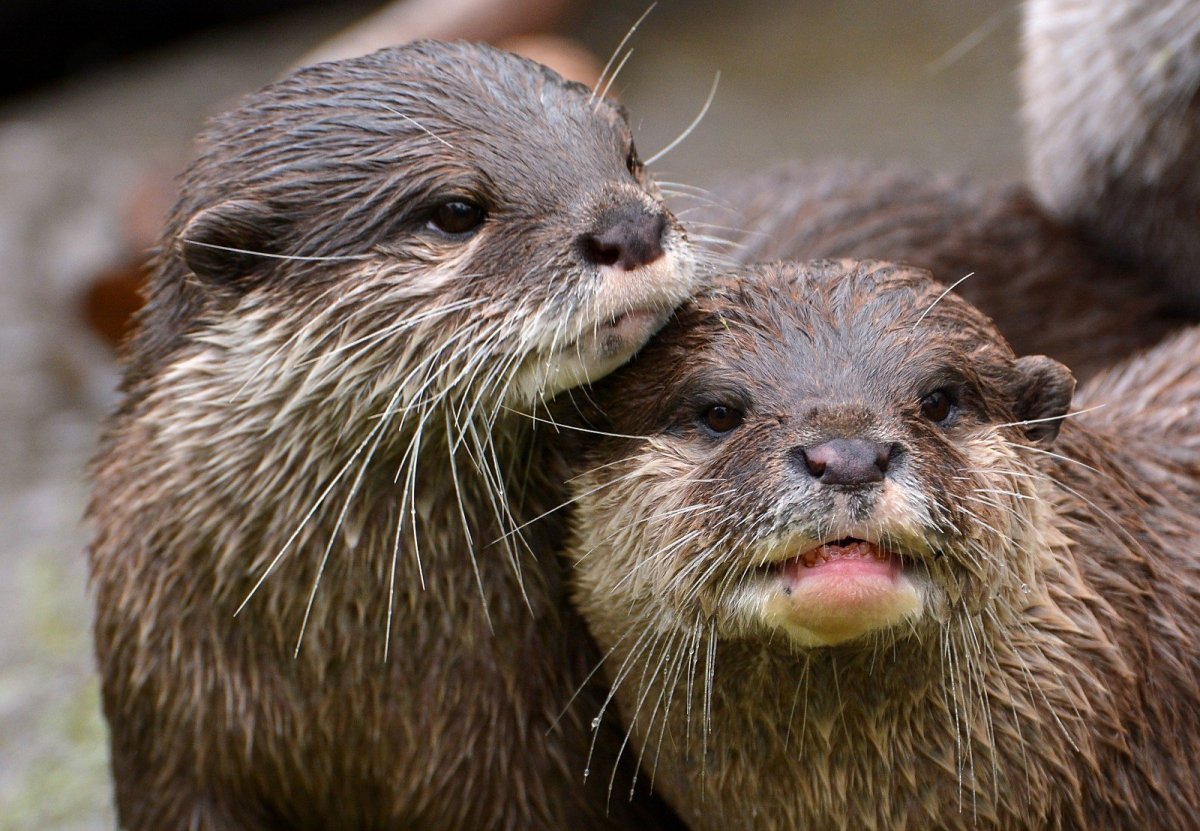 Азиатская бескоготная выдра домашняя