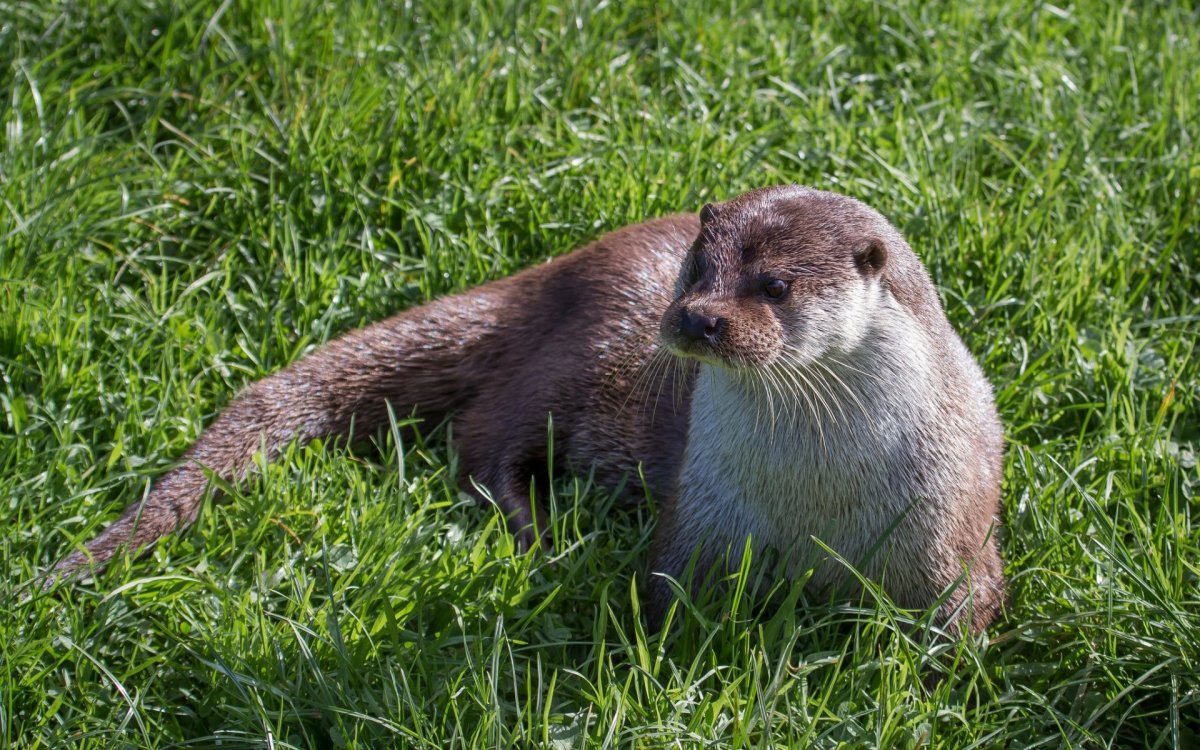 Бобр нутрия выдра ондатра