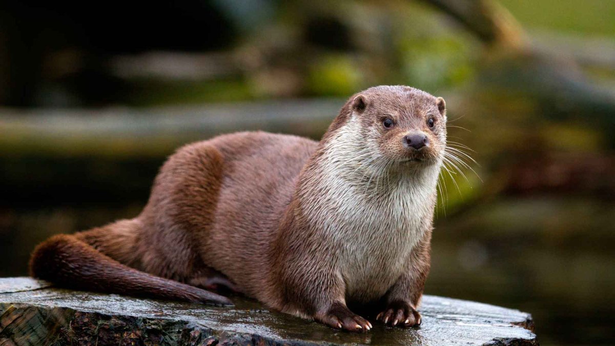 Выдра Речная