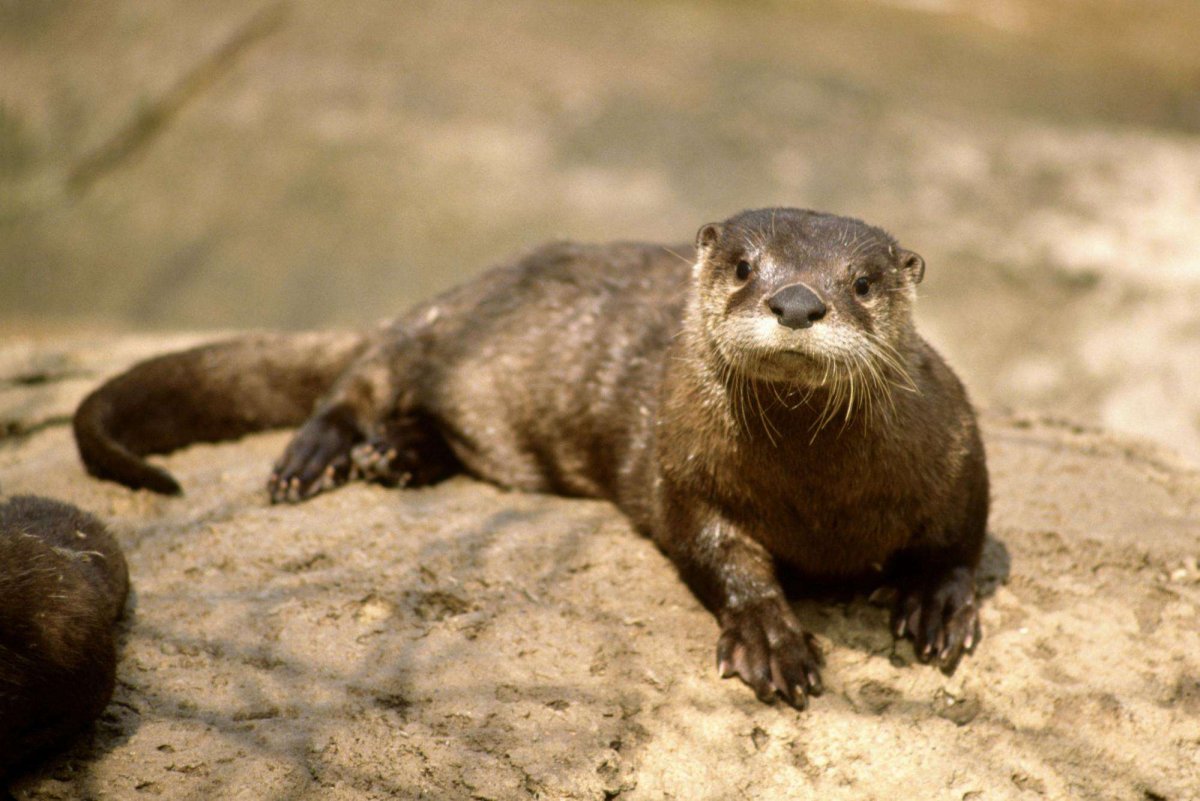 Канадская выдра