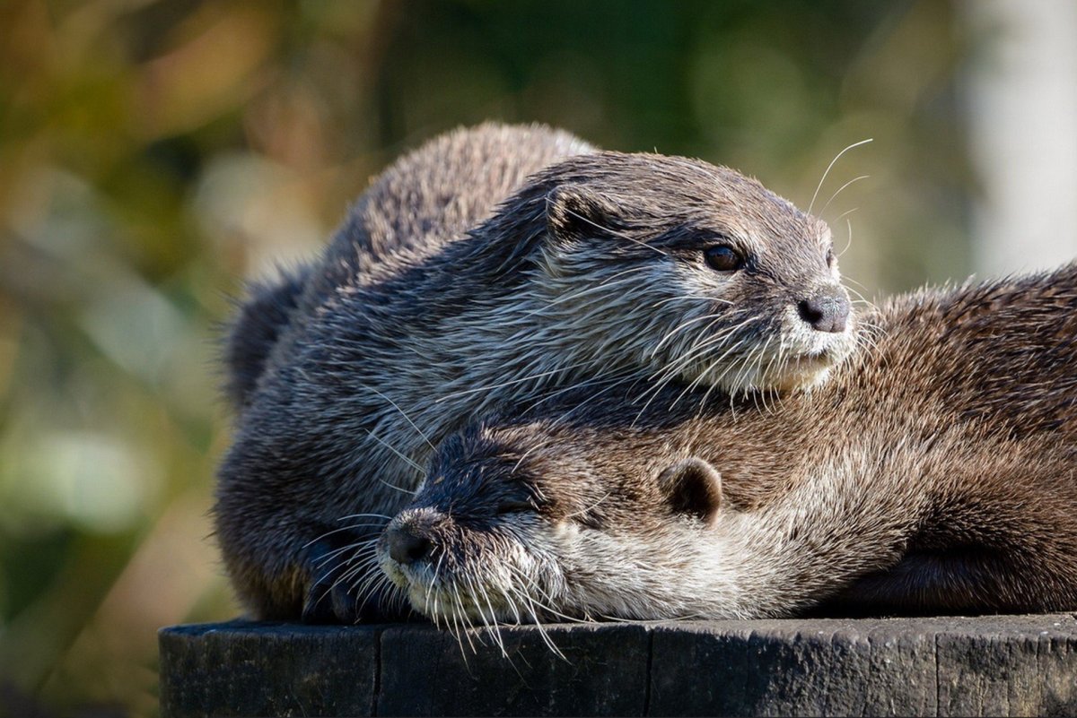 Выдры дерутся