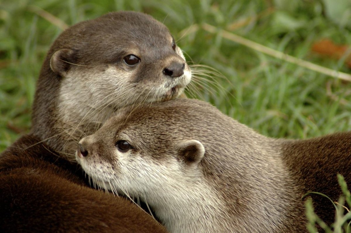 Канадская выдра