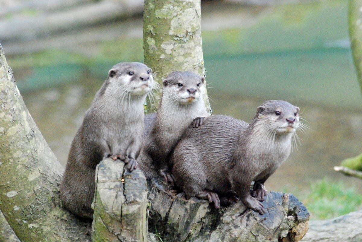 Речная выдра Ленинградской области
