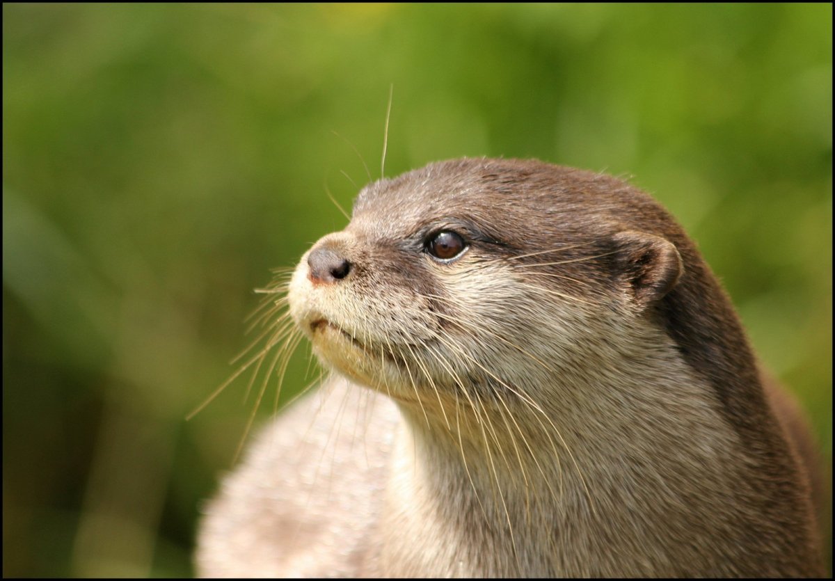 Выдра Болотная