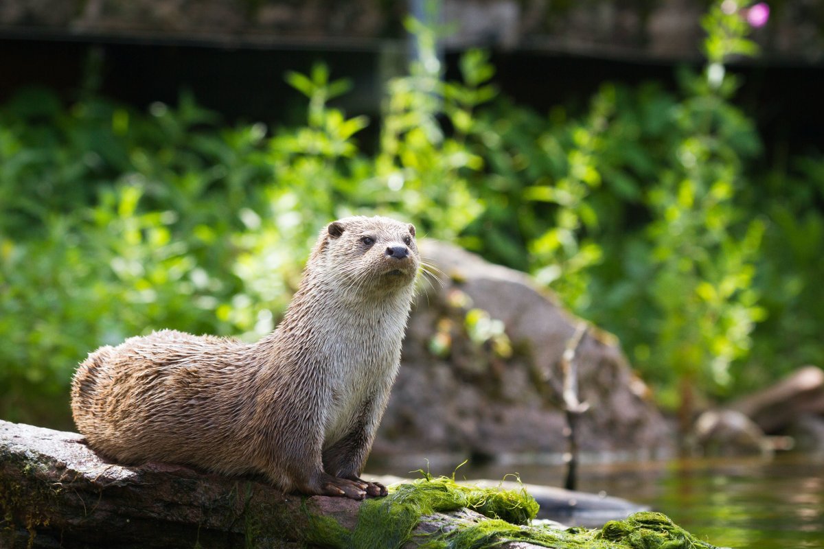 Выдра Lutra Lutra