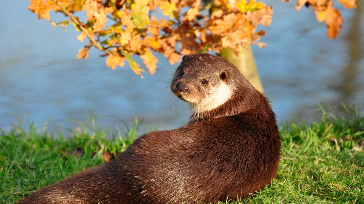 Суматранская выдра