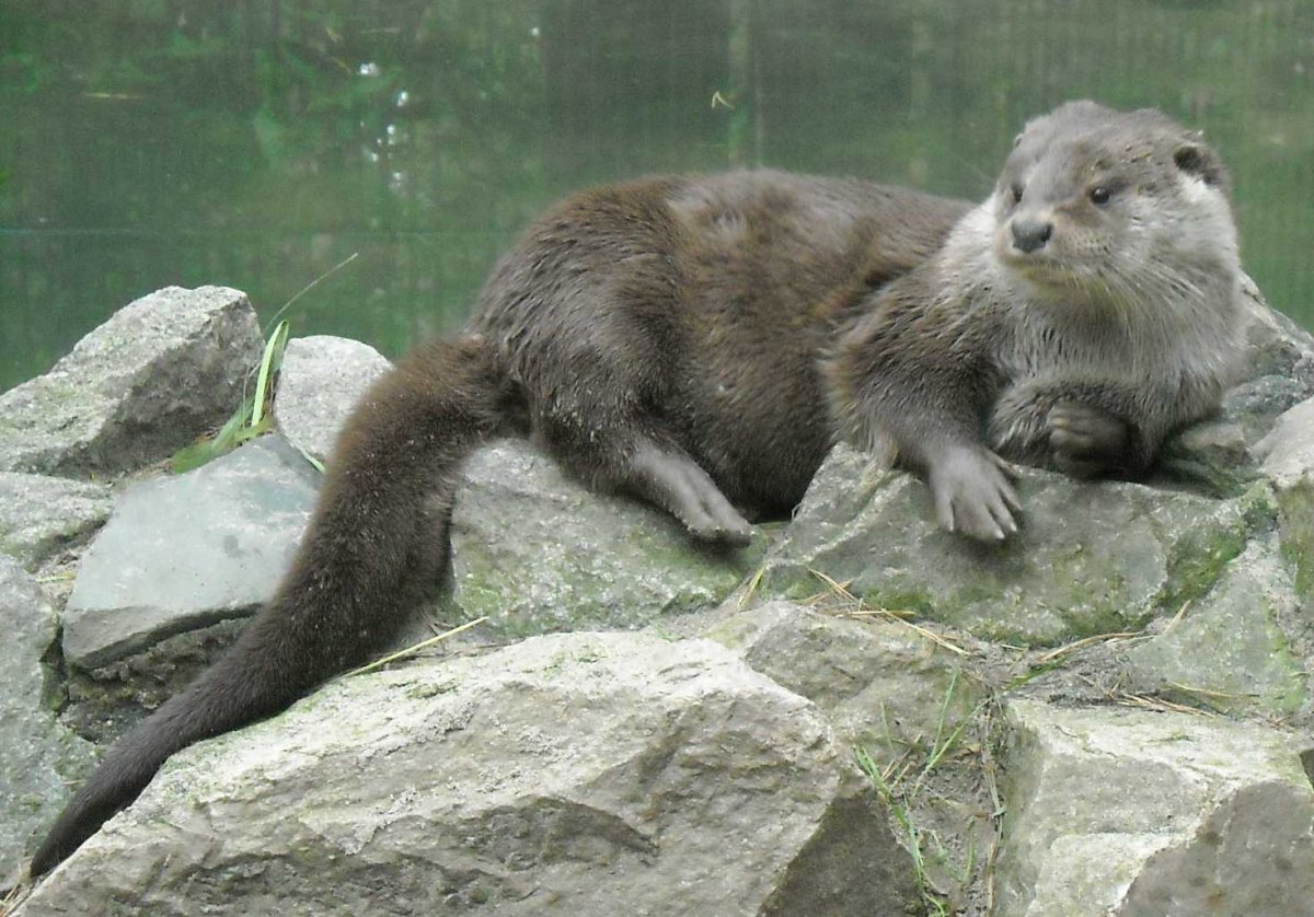 Королевская выдра