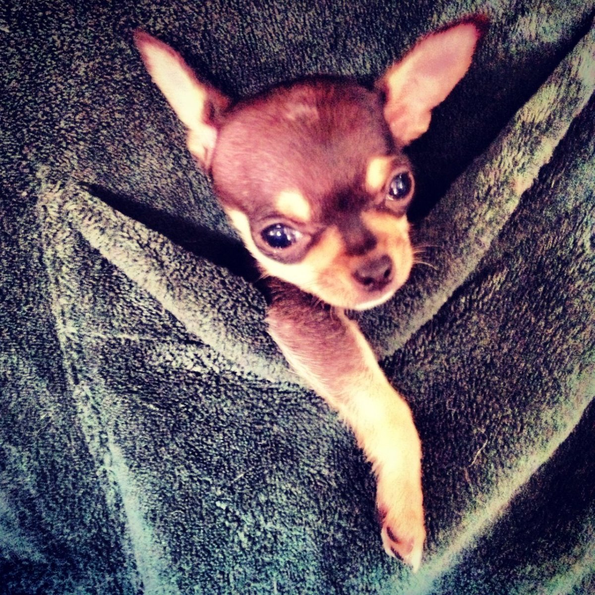 Чихуахуа Саша