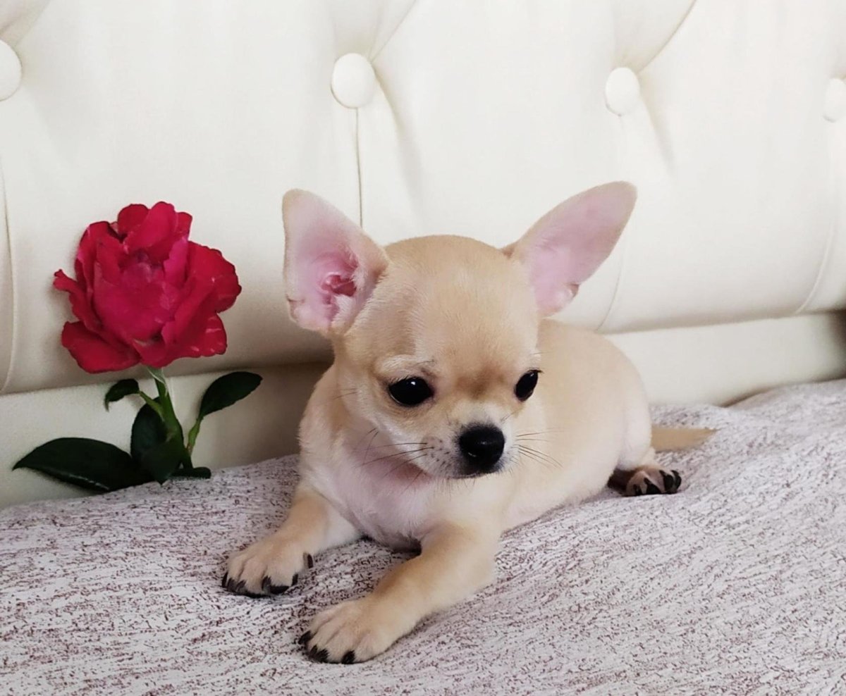 Чихуахуа Чивава