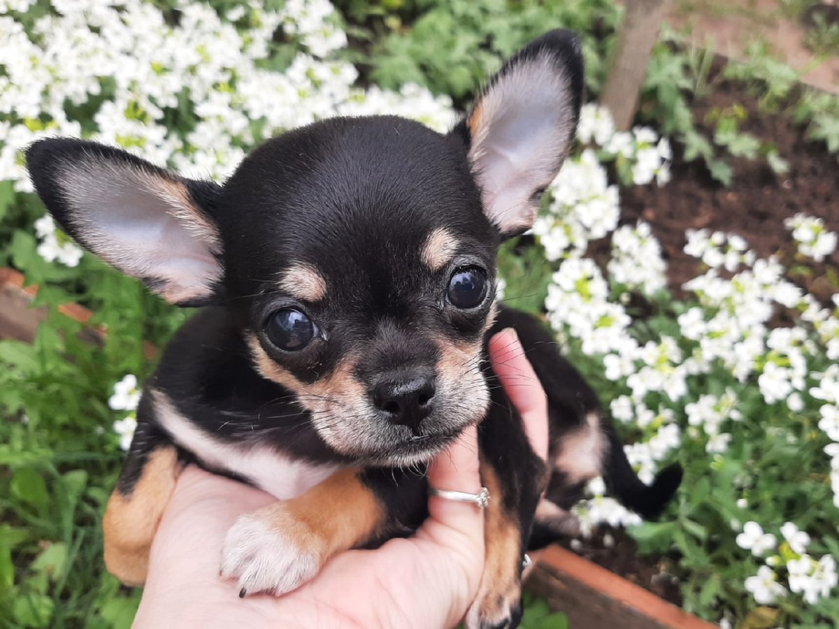 Собака чихуа