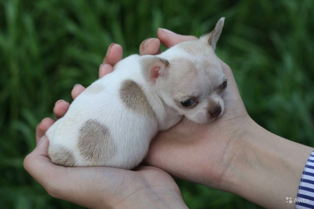 Карманные собачки чихуахуа мили