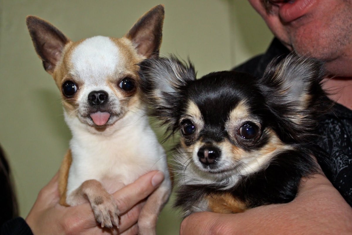 Чихуахуа БУБУ самая маленькая