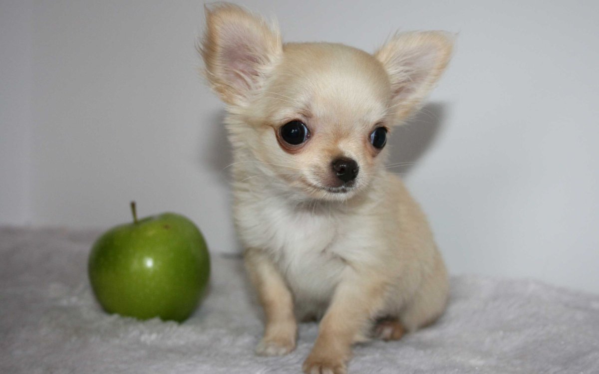 Чихуахуа карманная карликовая