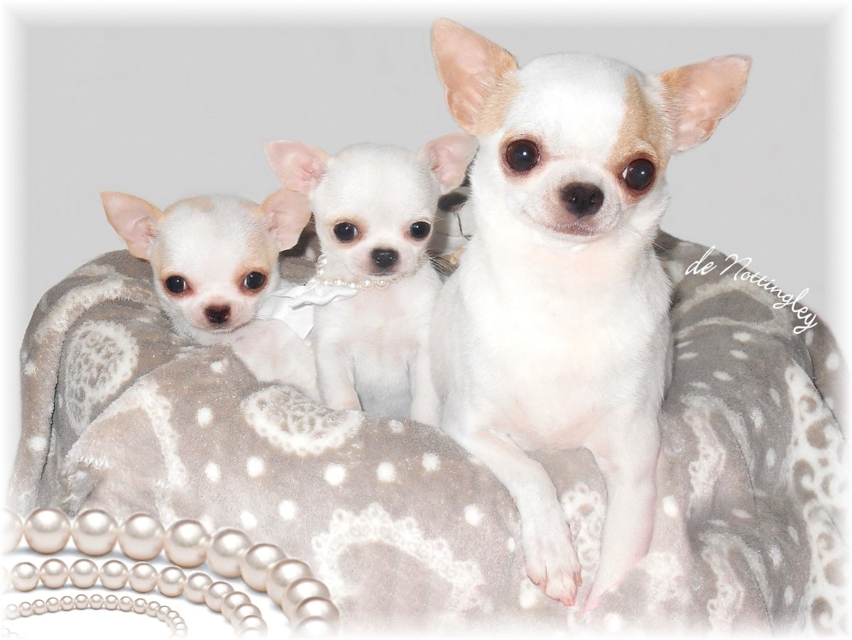 Собака чихуахуа Милли