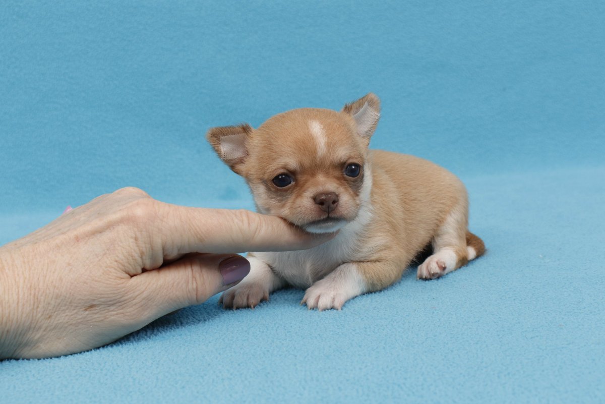Чихуахуа карманная бесшерстная